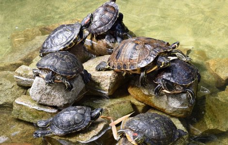  Video  Peste 1.000 de testoase, eliberate in Thailanda pentru longevitatea regelui, cu ocazia zilei sale de nastere