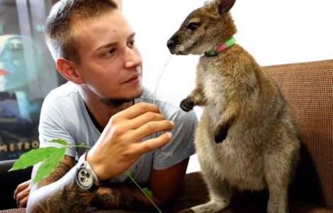 Un tanar din Cluj are drept animal de companie un cangur