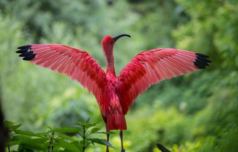  Top  10+2 insecte, pasari si animale rosii pe care trebuie sa le vezi ca sa crezi ca exista