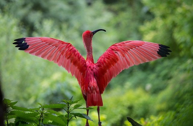 10+2 insecte, pasari si animale rosii pe care trebuie sa le vezi ca sa crezi ca exista
