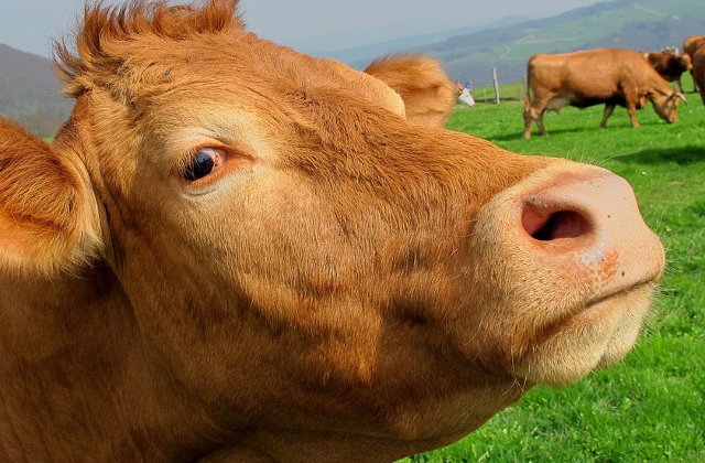 Vacile ar putea ajuta la crearea unui vaccin impotriva HIV? Cercetatorii au raspunsul