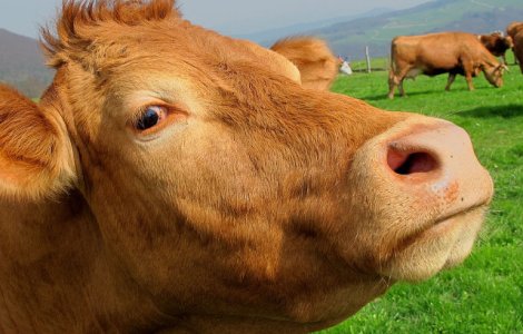 Vacile ar putea ajuta la crearea unui vaccin impotriva HIV? Cercetatorii au raspunsul