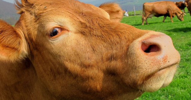 Vacile ar putea ajuta la crearea unui vaccin impotriva HIV? Cercetatorii au raspunsul