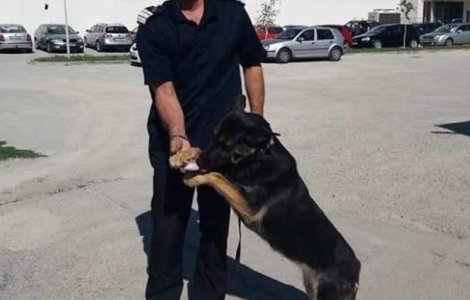 Ciobanesc german, scos la licitatie de ISU Dolj