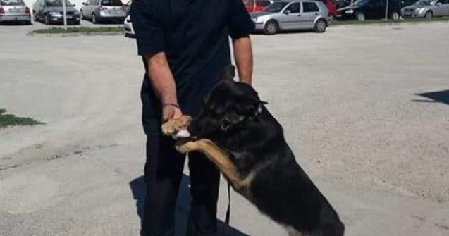 Ciobanesc german, scos la licitatie de ISU Dolj