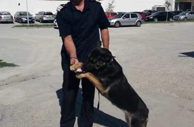 Ciobanesc german, scos la licitatie de ISU Dolj