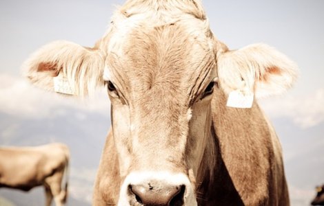 Un tanar din opt din Marea Britanie nu a vazut niciodata o vaca reala