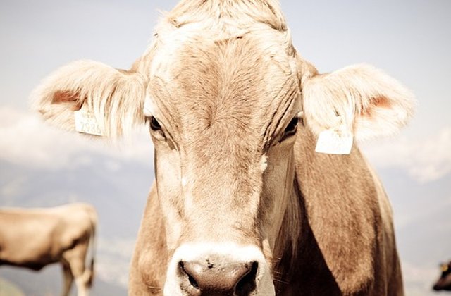 Sondaj: Un tanar din opt din Marea Britanie nu a vazut niciodata o vaca reala