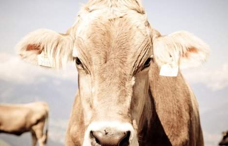 Un tanar din opt din Marea Britanie nu a vazut niciodata o vaca reala