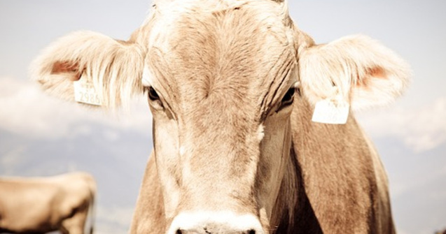 Sondaj: Un tanar din opt din Marea Britanie nu a vazut niciodata o vaca reala