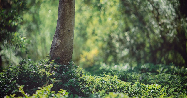 O victorie pentru aerul curat din Europa