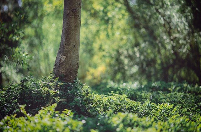 O victorie pentru aerul curat din Europa: Cele mai poluante centrale electrice trebuie sa investeasca in depoluare sau sa inchida