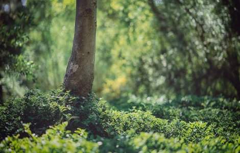 O victorie pentru aerul curat din Europa