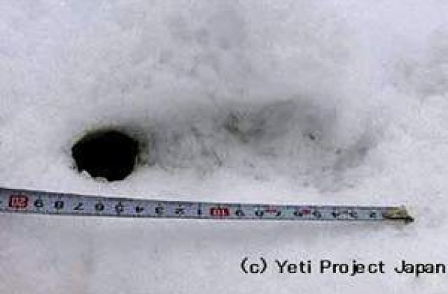 Japonezii sustin ca au gasit urmele pasilor lui Yeti in Himalaya