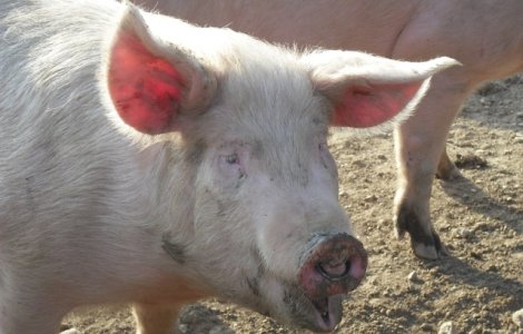 Rusia: Serviciul Federal Veterinar a introdus restrictii temporare pentru porcii vii si pentru produsele de porc din Romania