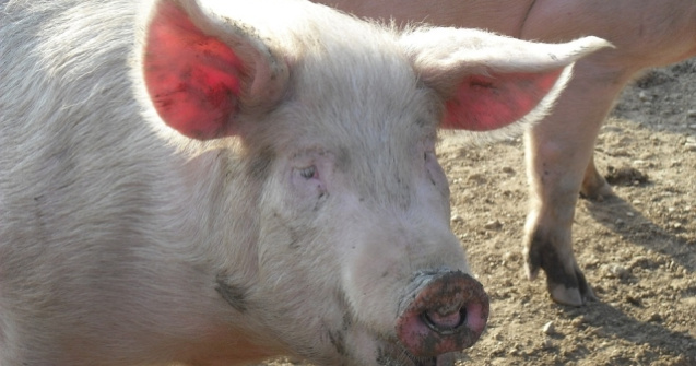 Rusia: Serviciul Federal Veterinar a introdus restrictii temporare pentru porcii vii si pentru produsele de porc din Romania