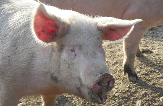 Rusia: Serviciul Federal Veterinar a introdus restrictii temporare pentru porcii vii si pentru produsele de porc din Romania