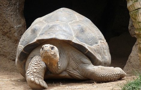 O testoasa gigant a evadat dintr-o gradina zoologica din Japonia