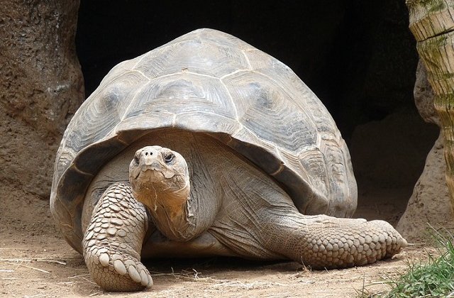 O testoasa gigant a evadat dintr-o gradina zoologica din Japonia