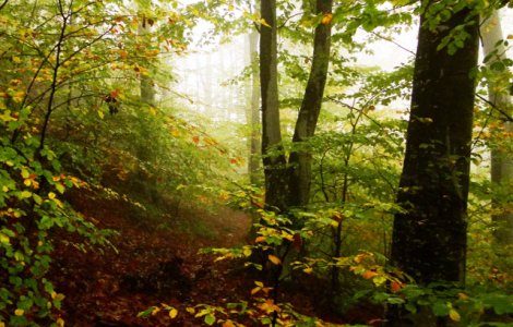 Romsilva a identificat alte aproape patru mii de hectare de paduri virgine si cvasivirgine