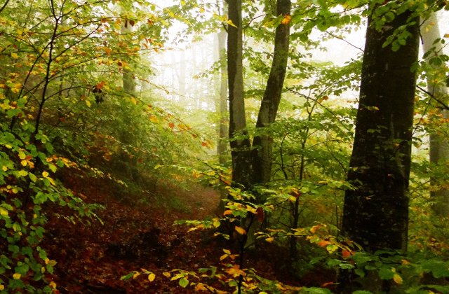 Romsilva a identificat alte aproape patru mii de hectare de paduri virgine si cvasivirgine