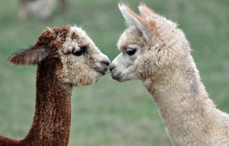 Expozitie dedicata sexului din lumea animalelor