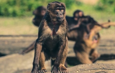 Motivul pentru care maimutele nu pot vorbi