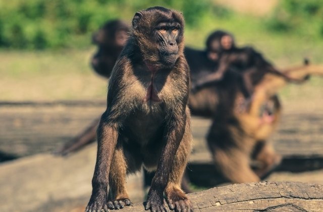 Motivul pentru care maimutele nu pot vorbi