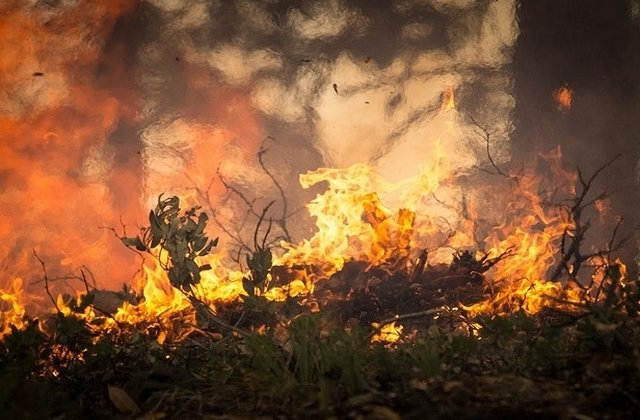 Incendii de vegetatie in Europa din pricina caniculei