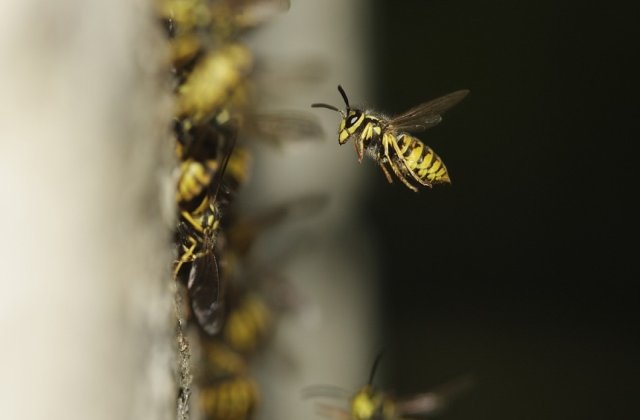 Echipaj SMURD, atacat de viespi dupa ce a intervenit pentru a acorda ajutor unui barbat intepat de insecte