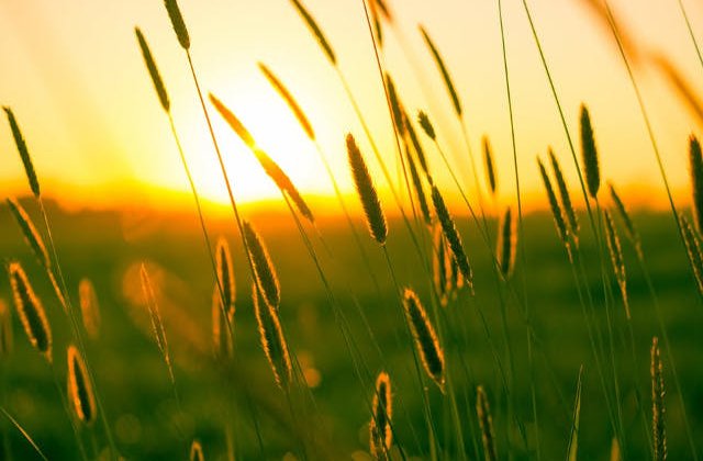 Codul PORTOCALIU de canicula, prelungit in sase judete si pentru vineri. Cod GALBEN, in alte 24 de judete