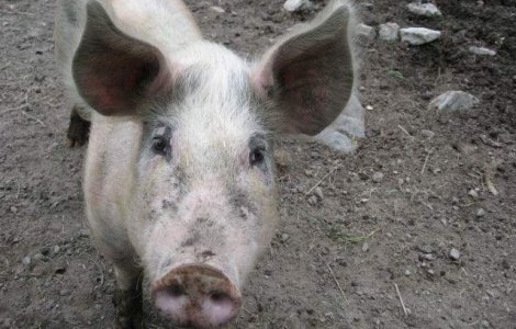 Administratorul fermei de porci Salcia din Teleorman, detinuta de fiul liderului PSD Liviu Dragnea, a fost retinut