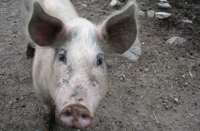 Administratorul fermei de porci Salcia din Teleorman, detinuta de fiul liderului PSD Liviu Dragnea, a fost retinut