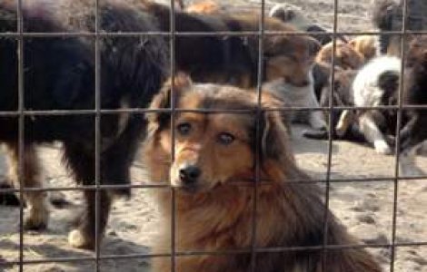 Alocatia cainilor, mai mare decat cea a copiilor