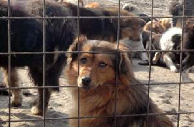 Alocatia cainilor, mai mare decat cea a copiilor