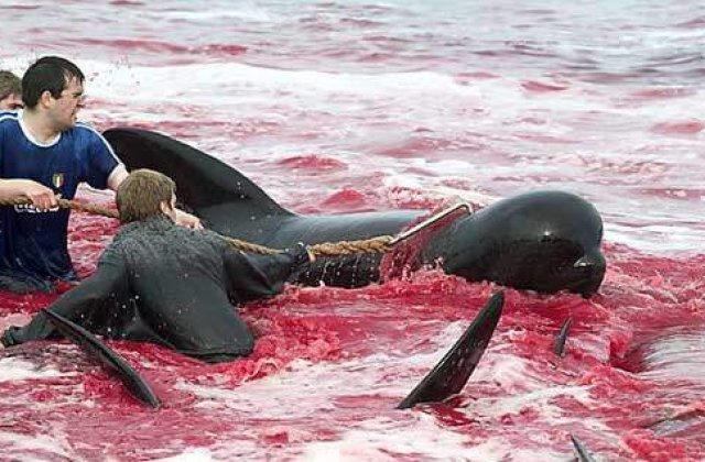 Japonia spune "NU!" vanatorii de balene