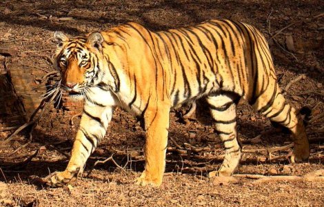 A lovit un tigru cu polonicul pentru a-si salva sotul ranit