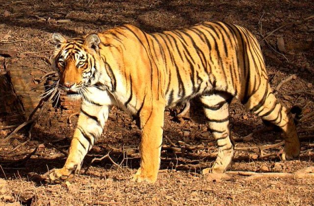 A lovit un tigru cu polonicul pentru a-si salva sotul ranit