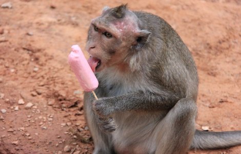  Top  Top 10 fotografii amuzante cu animale in ipostaze rar intalnite