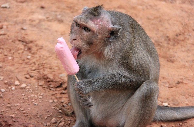 Top 10 fotografii amuzante cu animale in ipostaze rar intalnite