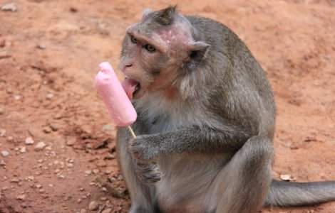  Top  Top 10 fotografii amuzante cu animale in ipostaze rar intalnite