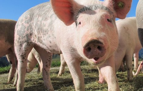 Administratorul fermei de porci Salcia a fiului lui Dragnea, eliberat din arest si pus sub control judiciar