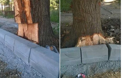 Zeci de copaci din Corabia, ciopartiti pentru montarea bordurilor