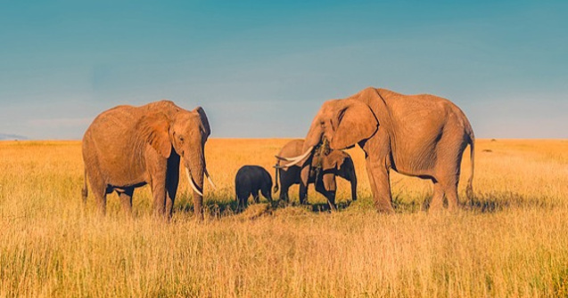 6 curiozitati despre elefanti. Stiai ca se tem de albine?
