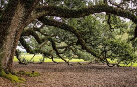 Madeira: Cel putin 12 oameni, participanti la o sarbatoare religioasa, au murit zdrobiti de un copac. Alte 52 de persoane au fost ranite