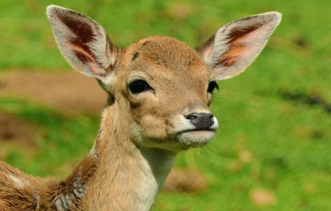 Un pui de caprioara a fost salvat chiar inainte de a fi sfasiat de caini