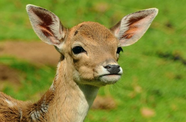 Un pui de caprioara a fost salvat chiar inainte de a fi sfasiat de caini