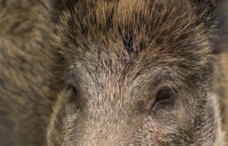 Venezuela: Mai multe animale, furate de la o gradina zoologica. Autoritatile cred ca hotii au vrut sa le manance
