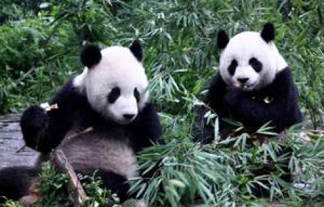 1.600 de ursi panda din hartie sub turnul Eiffel