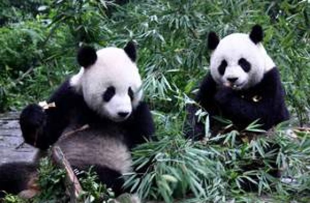 1.600 de ursi panda din hartie sub turnul Eiffel